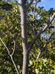 Nothofagus betuloides