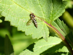 Fazia micrura