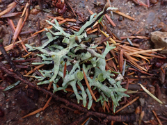 Hypogymnia imshaugii