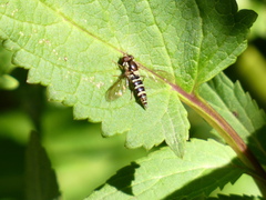 Fazia micrura