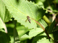 Fazia micrura