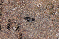 Cicindela ocellata