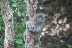 Macaca fascicularis