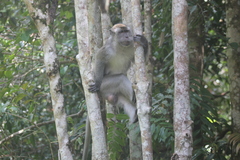 Macaca fascicularis