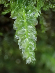 Plagiothecium denticulatum