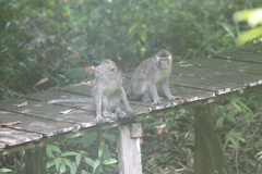 Macaca fascicularis
