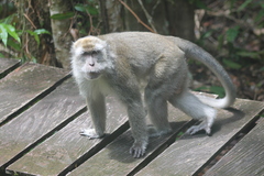 Macaca fascicularis