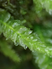 Plagiothecium denticulatum