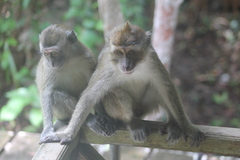 Macaca fascicularis