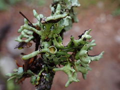 Hypogymnia imshaugii