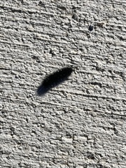 Arctiinae