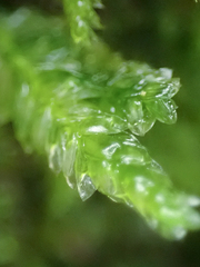 Plagiothecium denticulatum