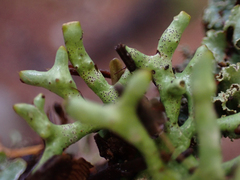 Hypogymnia imshaugii