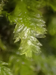 Plagiothecium denticulatum