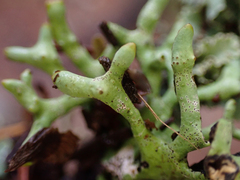 Hypogymnia imshaugii