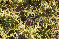 Paracotalpa