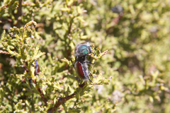 Paracotalpa