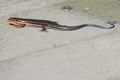 Plestiodon