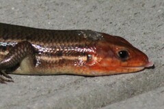 Plestiodon