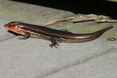 Plestiodon