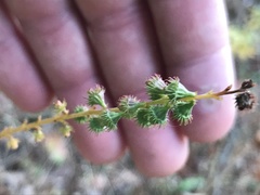 Agrimonia parviflora
