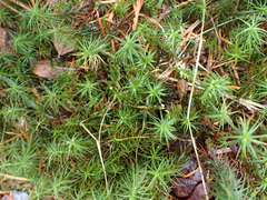 Polytrichastrum alpinum