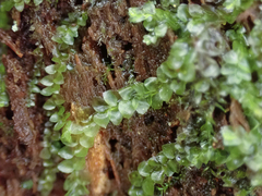 Calypogeia