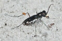 Cicindela scabrosa