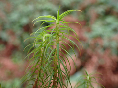 Polytrichastrum alpinum