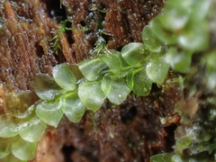 Calypogeia