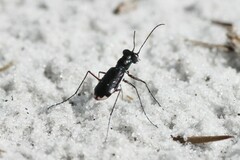 Cicindela scabrosa