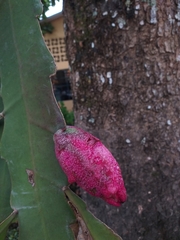 Epiphyllum phyllanthus