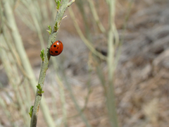 Coccinella