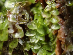Calypogeia