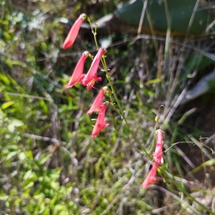 Penstemon barbatus