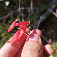 Penstemon barbatus