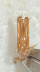 Gyrinus ventralis