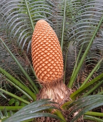 Cycas seemannii
