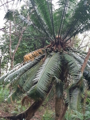 Cycas seemannii