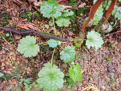 Boykinia occidentalis