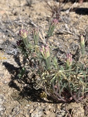 Chaenactis macrantha