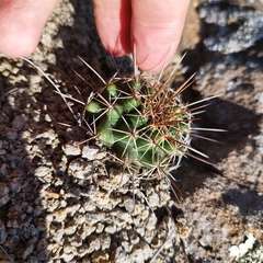 Coryphantha