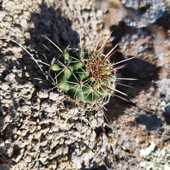 Coryphantha