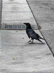 Corvus corax