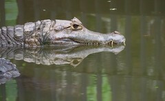 Caiman crocodilus
