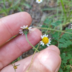 Tridax coronopifolia