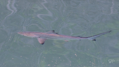 Carcharhinus limbatus