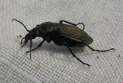 Carabus granulatus