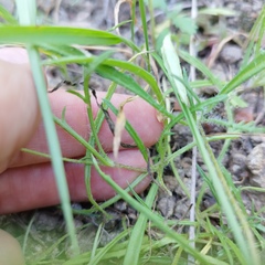 Tridax coronopifolia