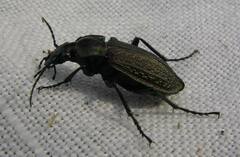 Carabus granulatus